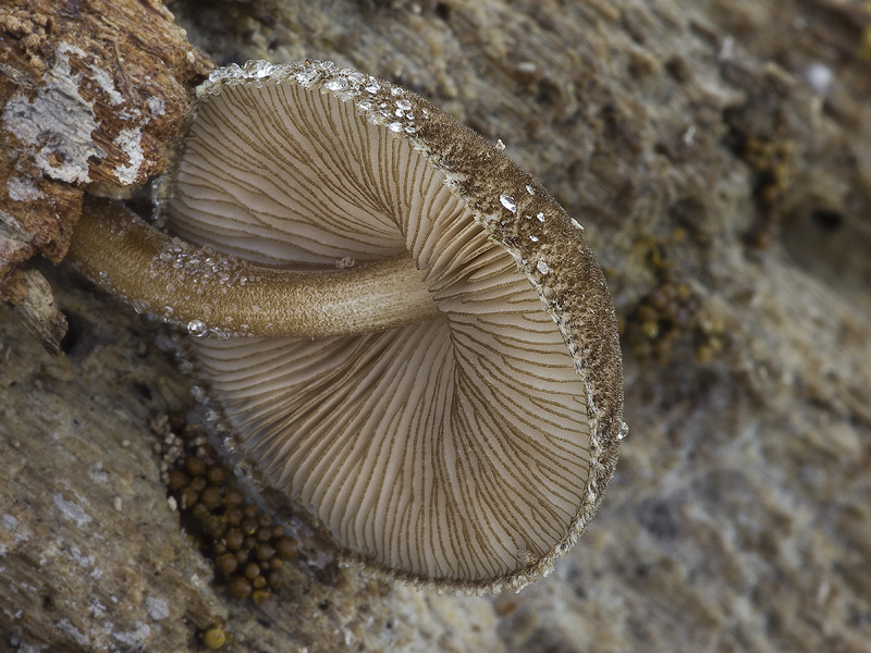 Pluteus umbrosus